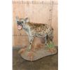 Image 1 : Life-sized SPOTTED HYENA on a Decorative Base with Wheels