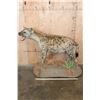 Image 2 : Life-sized SPOTTED HYENA on a Decorative Base with Wheels