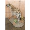 Image 3 : Life-sized SPOTTED HYENA on a Decorative Base with Wheels