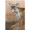 Image 4 : Life-sized SPOTTED HYENA on a Decorative Base with Wheels