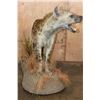 Image 5 : Life-sized SPOTTED HYENA on a Decorative Base with Wheels