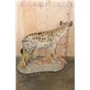 Image 6 : Life-sized SPOTTED HYENA on a Decorative Base with Wheels