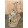Image 7 : Life-sized SPOTTED HYENA on a Decorative Base with Wheels