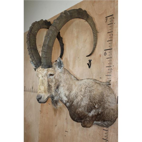XXL NUBIAN IBEX Shoulder Mount or Half-body Mount