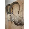Image 1 : XXL NUBIAN IBEX Shoulder Mount or Half-body Mount
