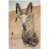 Image 2 : XXL NUBIAN IBEX Shoulder Mount or Half-body Mount
