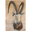 Image 3 : XXL NUBIAN IBEX Shoulder Mount or Half-body Mount