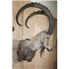 Image 4 : XXL NUBIAN IBEX Shoulder Mount or Half-body Mount