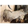 Image 5 : XXL NUBIAN IBEX Shoulder Mount or Half-body Mount