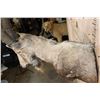 Image 6 : XXL NUBIAN IBEX Shoulder Mount or Half-body Mount