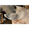 Image 7 : XXL NUBIAN IBEX Shoulder Mount or Half-body Mount