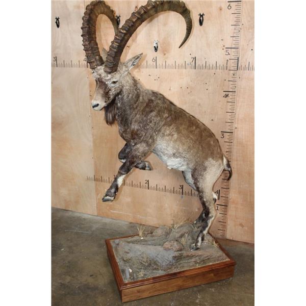 Big Life-sized NUBIAN IBEX on Wood Base