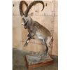 Image 1 : Big Life-sized NUBIAN IBEX on Wood Base