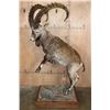 Image 2 : Big Life-sized NUBIAN IBEX on Wood Base