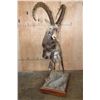 Image 3 : Big Life-sized NUBIAN IBEX on Wood Base