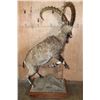 Image 5 : Big Life-sized NUBIAN IBEX on Wood Base