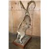 Image 6 : Big Life-sized NUBIAN IBEX on Wood Base