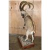 Image 7 : Big Life-sized NUBIAN IBEX on Wood Base