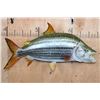 Image 1 : XL Reproduction AFRICAN TRIGGERFISH Mount