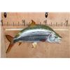 Image 2 : XL Reproduction AFRICAN TRIGGERFISH Mount