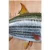 Image 4 : XL Reproduction AFRICAN TRIGGERFISH Mount