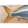 Image 5 : XL Reproduction AFRICAN TRIGGERFISH Mount
