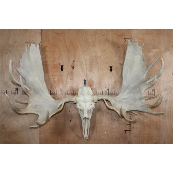 Massive 34-Point XXL MOOSE Skull