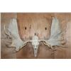 Image 1 : Massive 34-Point XXL MOOSE Skull
