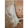 Image 3 : Massive 34-Point XXL MOOSE Skull
