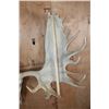 Image 4 : Massive 34-Point XXL MOOSE Skull