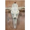 Image 5 : Massive 34-Point XXL MOOSE Skull