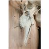 Image 6 : Massive 34-Point XXL MOOSE Skull