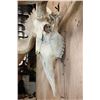 Image 7 : Massive 34-Point XXL MOOSE Skull