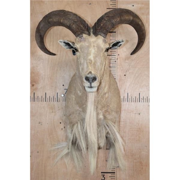 AOUDAD Shoulder Mount