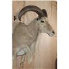 Image 2 : AOUDAD Shoulder Mount
