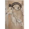 Image 3 : AOUDAD Shoulder Mount