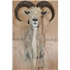 Image 4 : AOUDAD Shoulder Mount