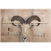 Image 5 : AOUDAD Shoulder Mount