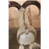 Image 6 : AOUDAD Shoulder Mount