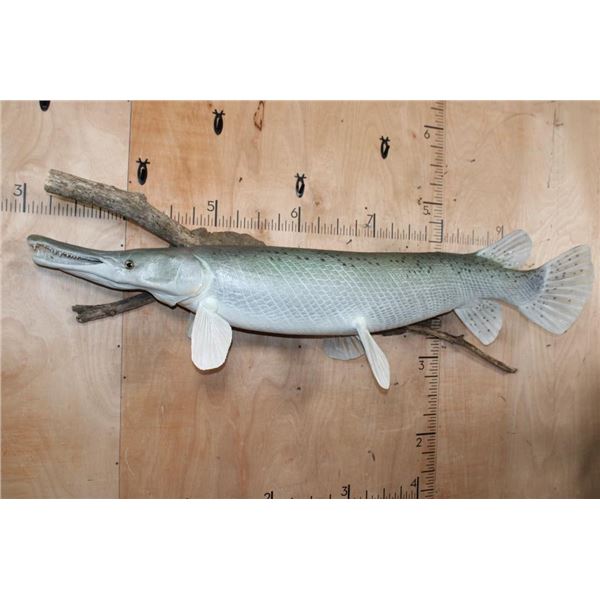 Huge ALLIGATOR GAR Reproduction Fish Mounted on Driftwood