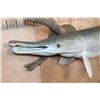 Image 2 : Huge ALLIGATOR GAR Reproduction Fish Mounted on Driftwood