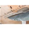 Image 5 : Huge ALLIGATOR GAR Reproduction Fish Mounted on Driftwood