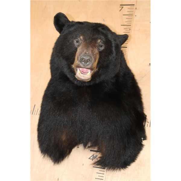 XL BLACK BEAR Shoulder Mount