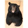 Image 1 : XL BLACK BEAR Shoulder Mount