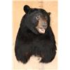 Image 2 : XL BLACK BEAR Shoulder Mount