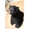 Image 4 : XL BLACK BEAR Shoulder Mount