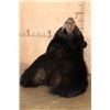 Image 5 : XL BLACK BEAR Shoulder Mount
