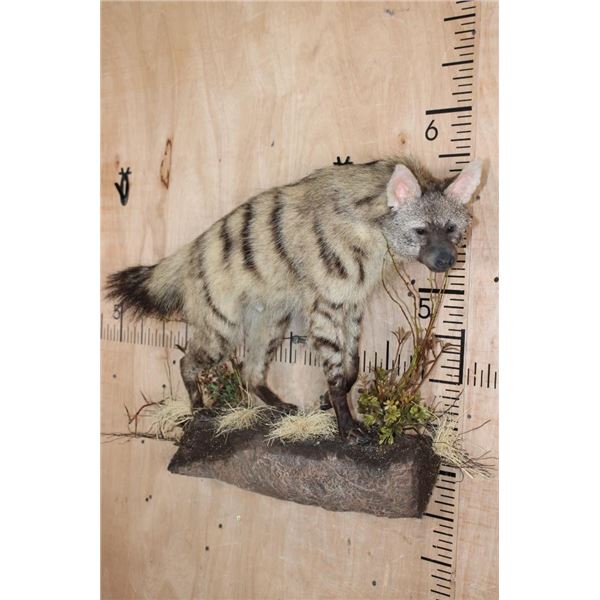 Life-sized AARDWOLF on a Lightweight Wall Hanging Base