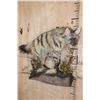 Image 1 : Life-sized AARDWOLF on a Lightweight Wall Hanging Base