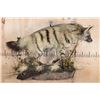 Image 2 : Life-sized AARDWOLF on a Lightweight Wall Hanging Base
